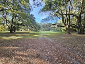 A serene landscape with a winding path leading through lush greenery and soft sunlight filtering through the trees.