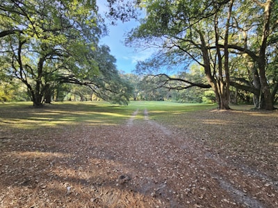 A serene landscape with a path leading through trees.
