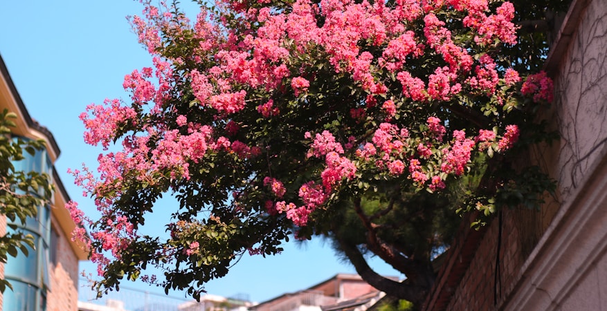 Creating a Compelling Website for Your Crepe Myrtle Business