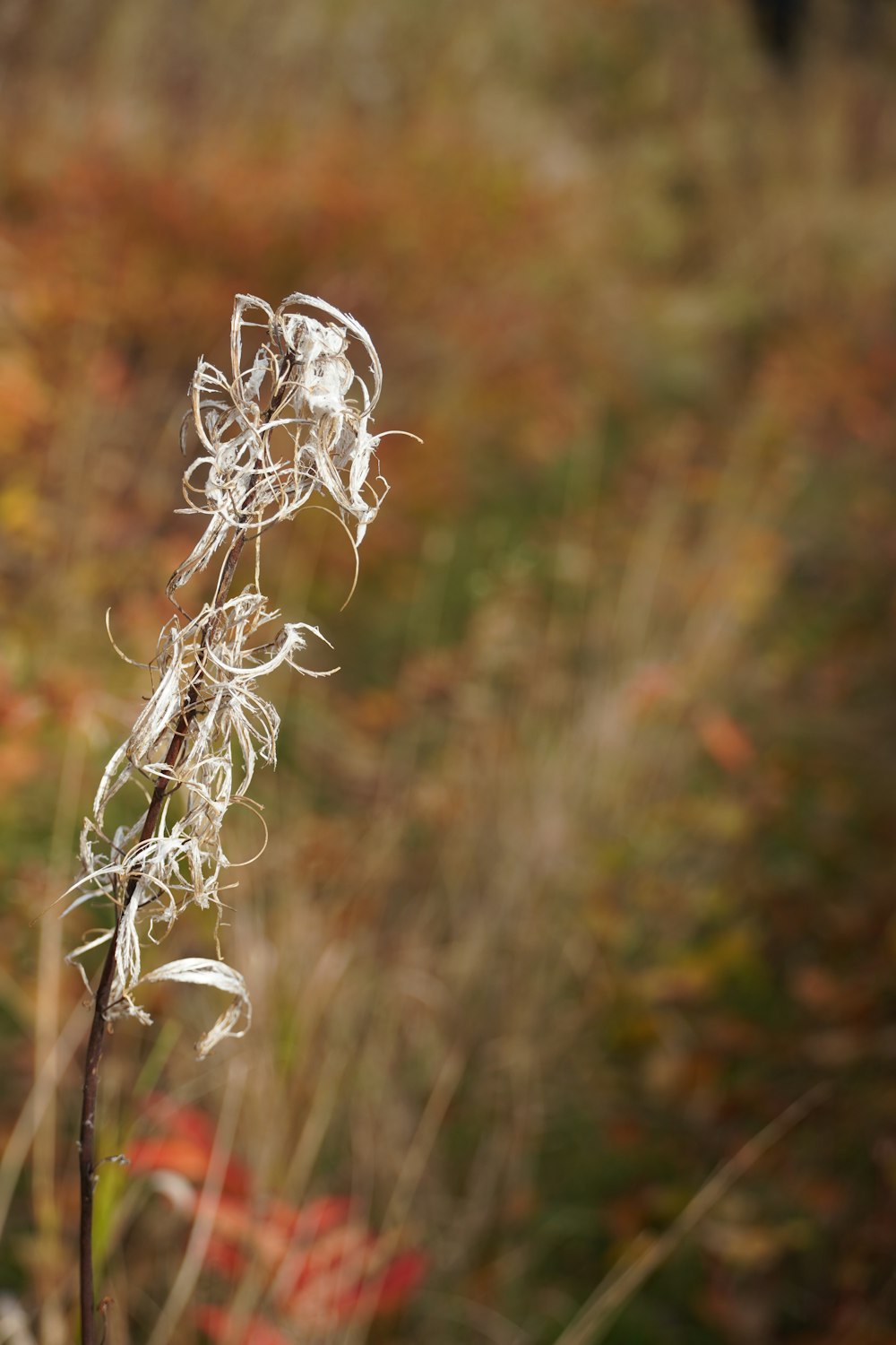 a close up of a plant in a field