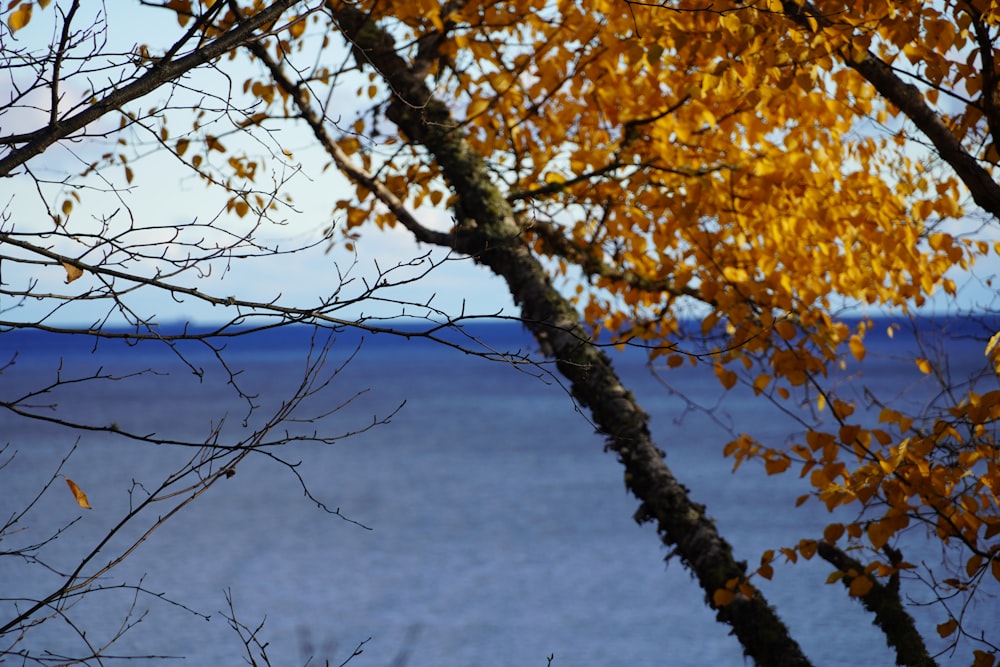 una vista di uno specchio d'acqua attraverso alcuni alberi