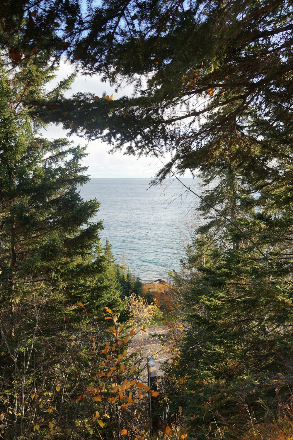 a view of a body of water through some trees