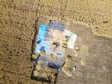 An aerial view of a rice field with several farmers working in a designated area covered with tarps of various colors such as blue and black. The field is filled with mature crops ready for harvest, and the workers can be seen gathering and bundling the crops.