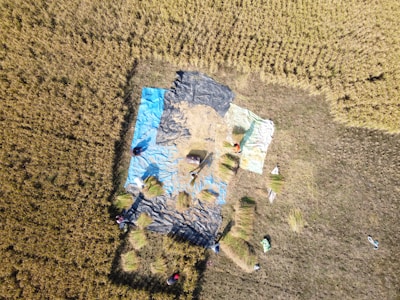 An aerial view of a rice field with several farmers working in a designated area covered with tarps of various colors such as blue and black. The field is filled with mature crops ready for harvest, and the workers can be seen gathering and bundling the crops.