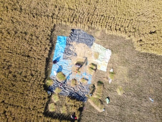 Aerial view of a field where several pieces of tarpaulin in different colors such as blue, black, and beige are spread out on the ground. There are clusters of harvested crops on the tarpaulin and a few individuals scattered around, who appear to be working in the field.