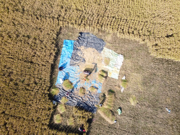 Aerial view of a field where several pieces of tarpaulin in different colors such as blue, black, and beige are spread out on the ground. There are clusters of harvested crops on the tarpaulin and a few individuals scattered around, who appear to be working in the field.