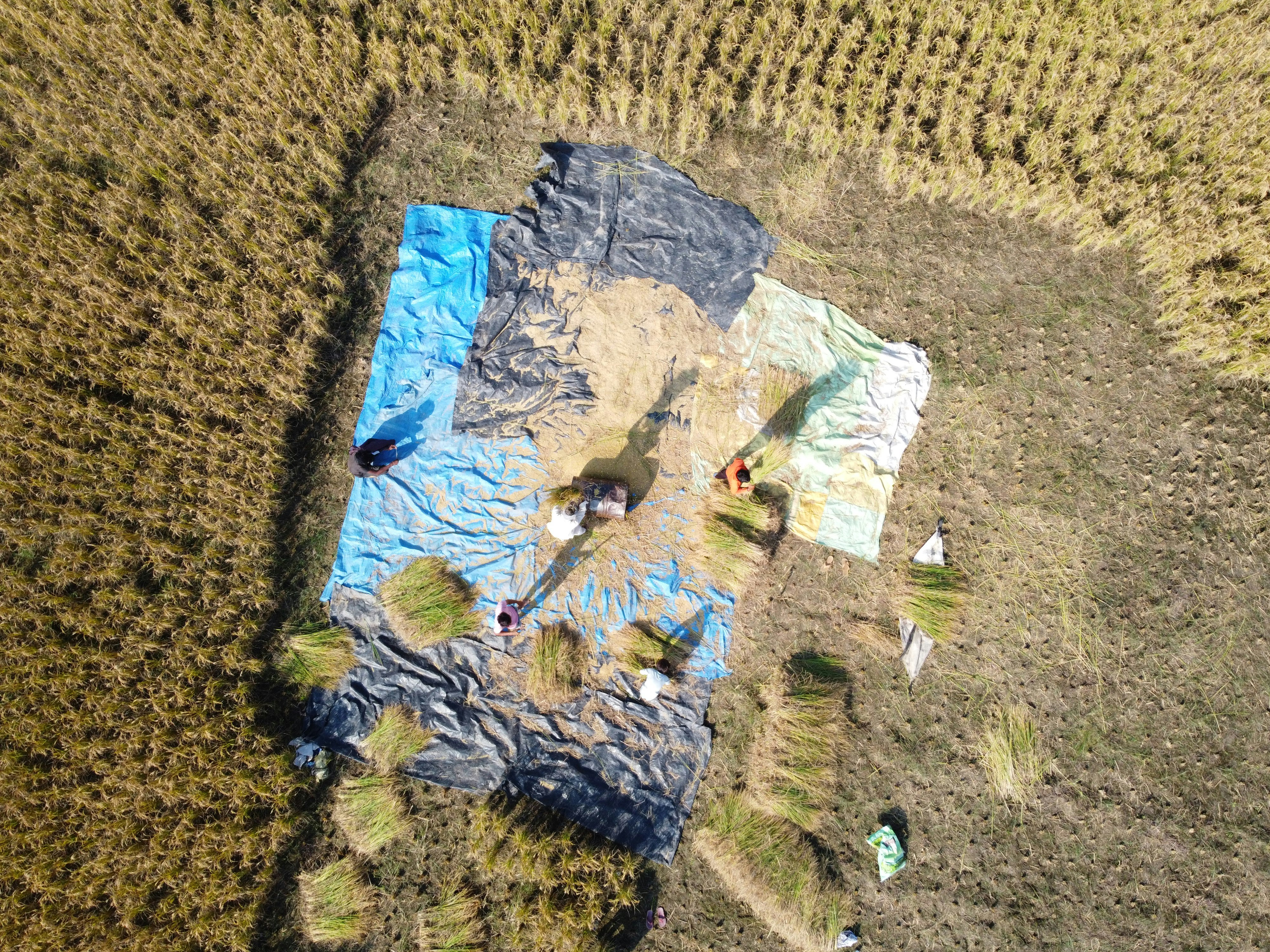 Autumn rice harvest at Omer Cottage with golden paddy fields being harvested and bundled by community farmers