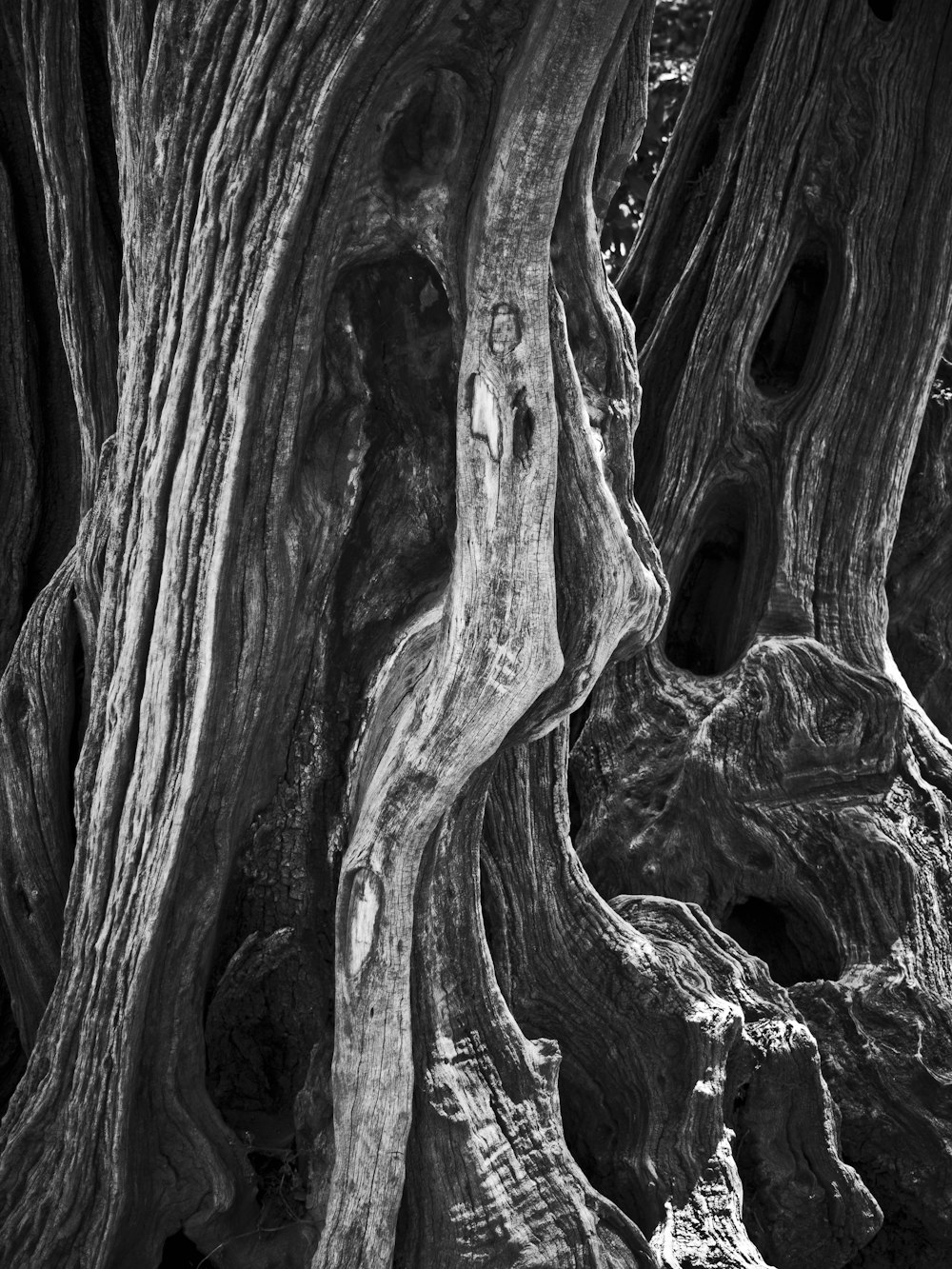 a black and white photo of a tree trunk