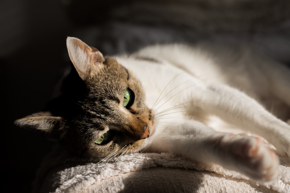 Un primer plano de un gato acostado sobre una manta