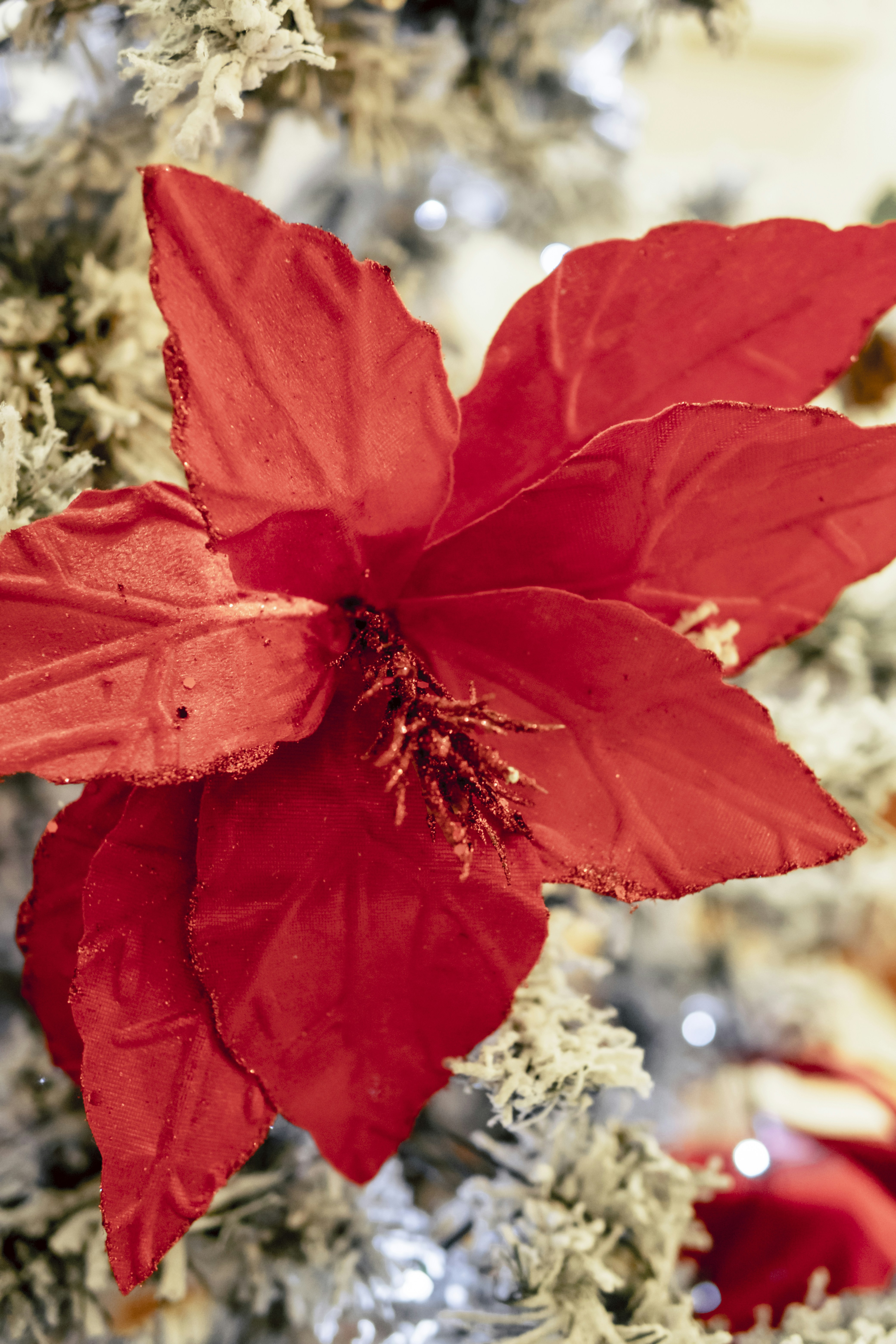 12월 탄생화 종류와 숨겨진 꽃말 이미지2