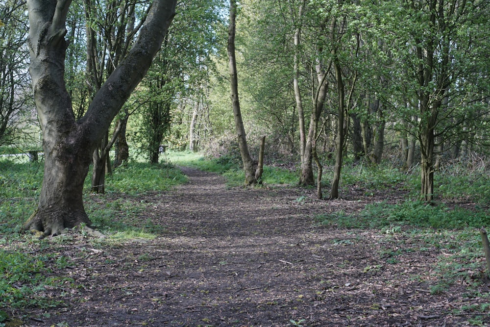 a dirt path in the middle of a forest