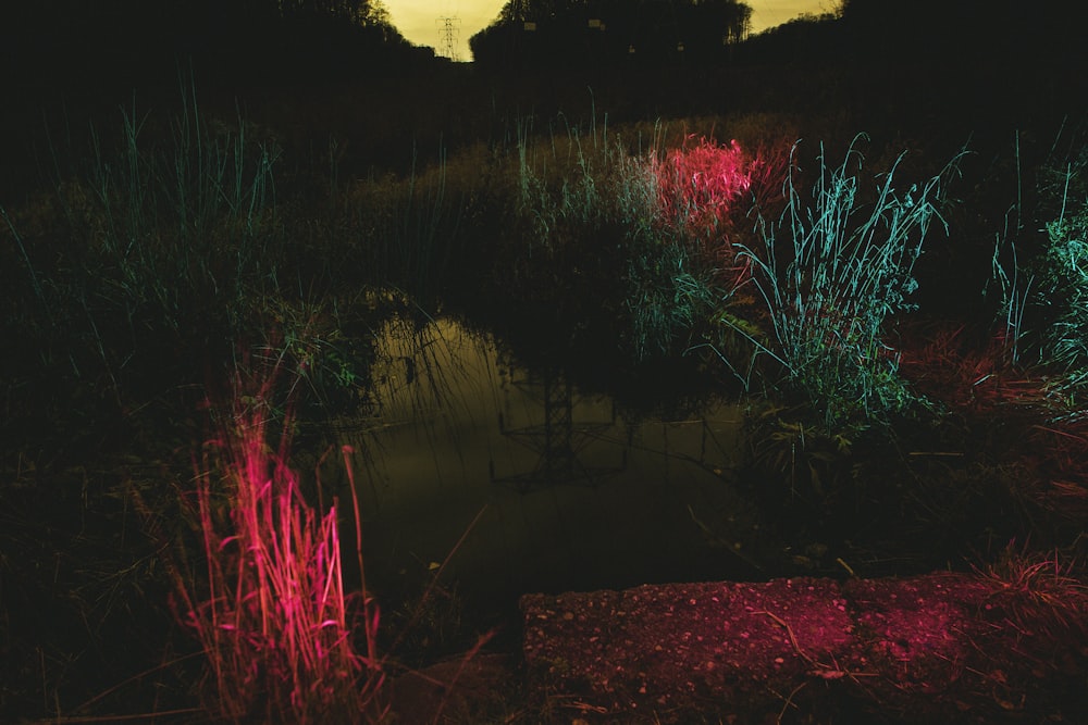 a pond filled with lots of water next to a forest