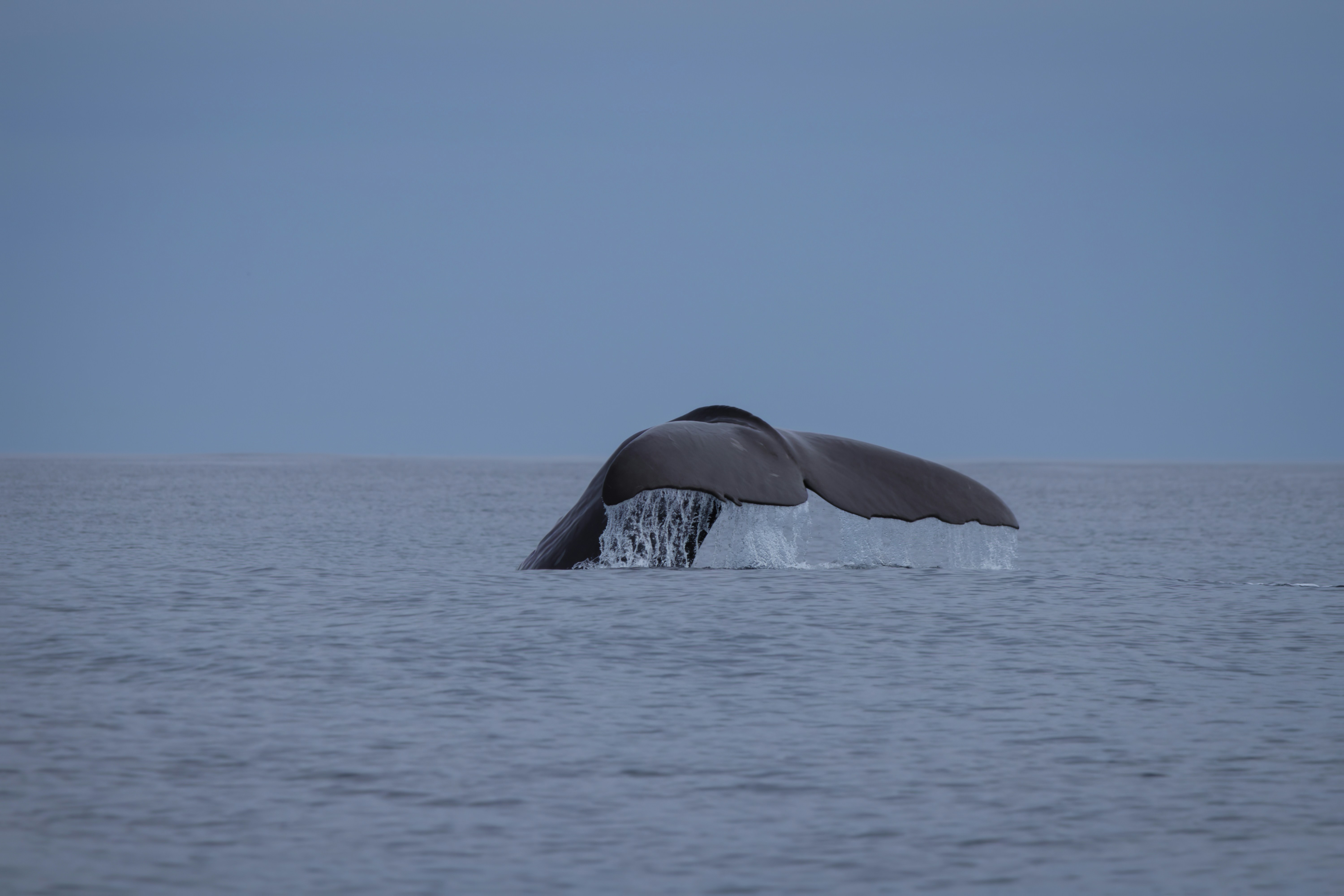 a whale tail flups out of the water
