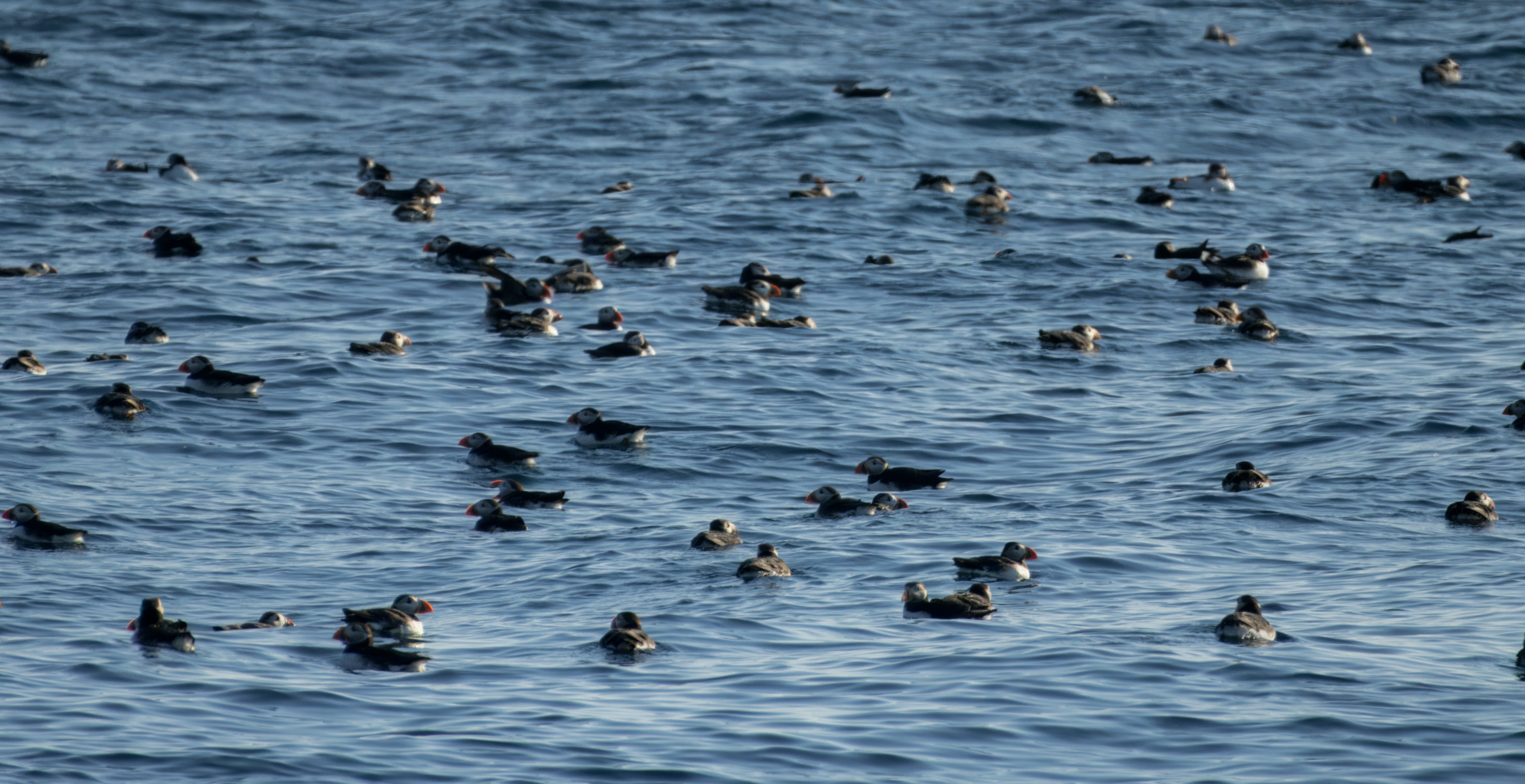 Photo by timschroeer