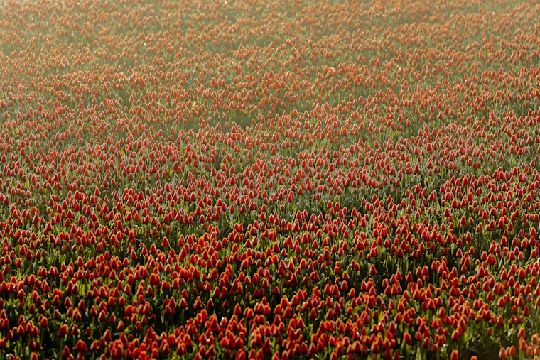 A tulip field at first light