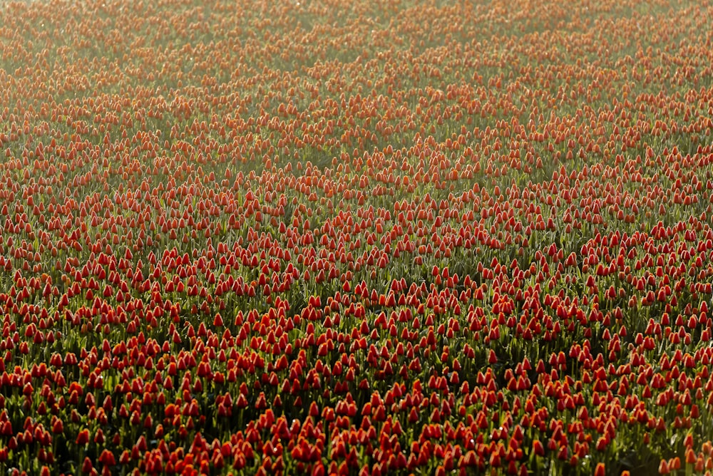 a field full of red flowers with a sky background