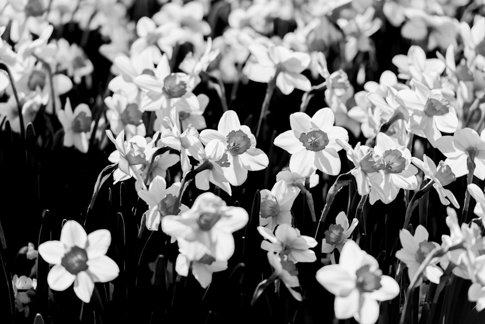 a black and white photo of a bunch of flowers