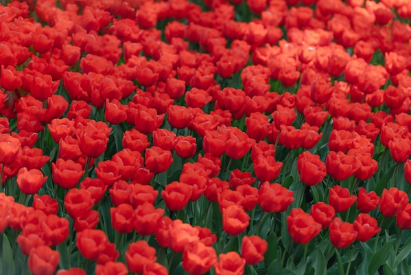 Field of red tulips at Keukenhof