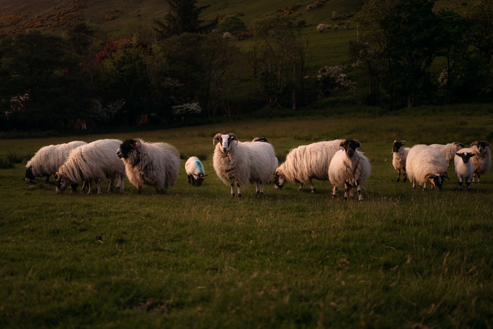 a herd of sheep walking across a lush green field