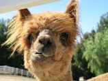 A close-up of an alpaca with shaggy, light brown fur and curious eyes standing in an outdoor setting. The background features soft-focused greenery and a white fence.