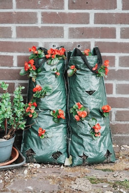 Two green grow bags leaning against a brick wall, each filled with vibrant red flowers and green leaves. A potted plant is situated to the left, featuring lush green foliage. The ground is covered with some dry grass and leaves, adding a rustic feel.