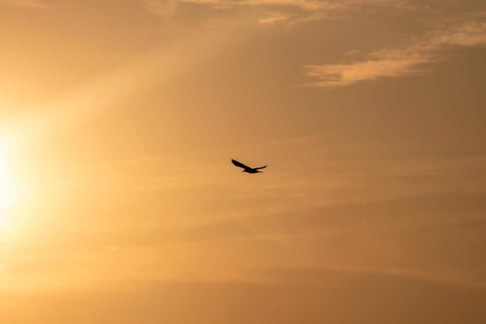 ein Vogel, der bei Sonnenuntergang am Himmel fliegt