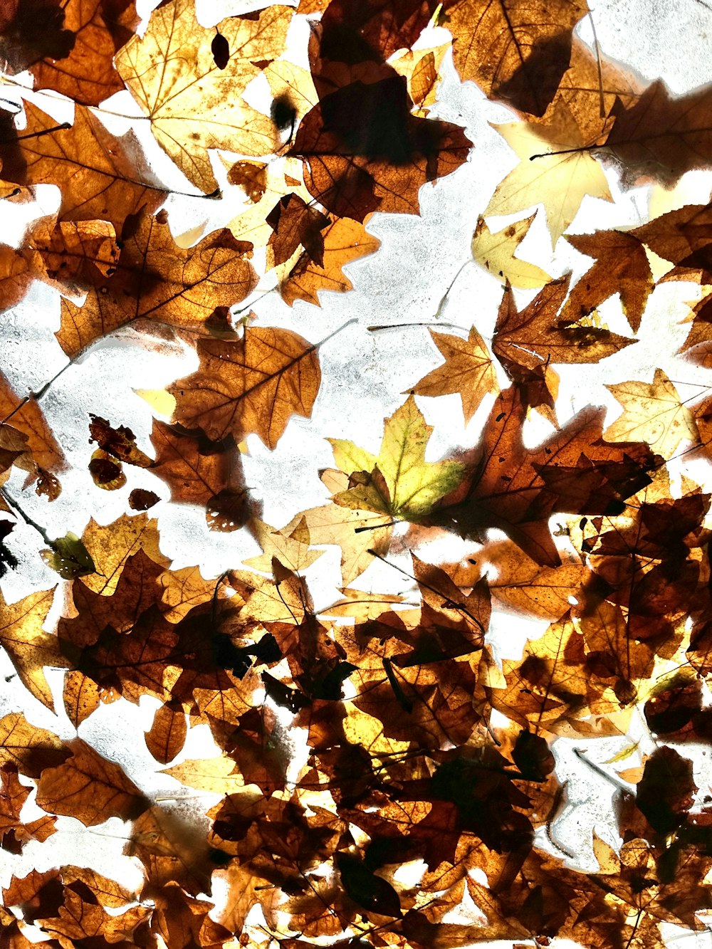 un bouquet de feuilles qui sont sur le sol