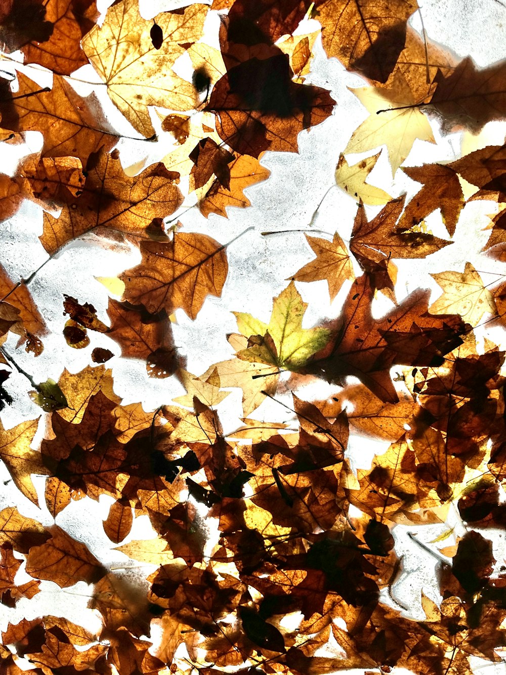 地面に落ちている葉っぱの束