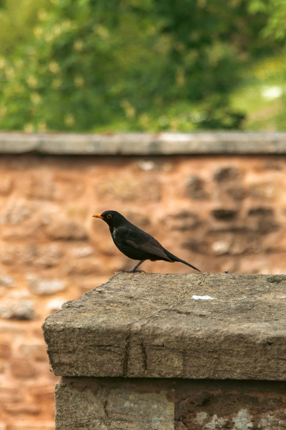 un uccello nero seduto in cima a un muro di pietra