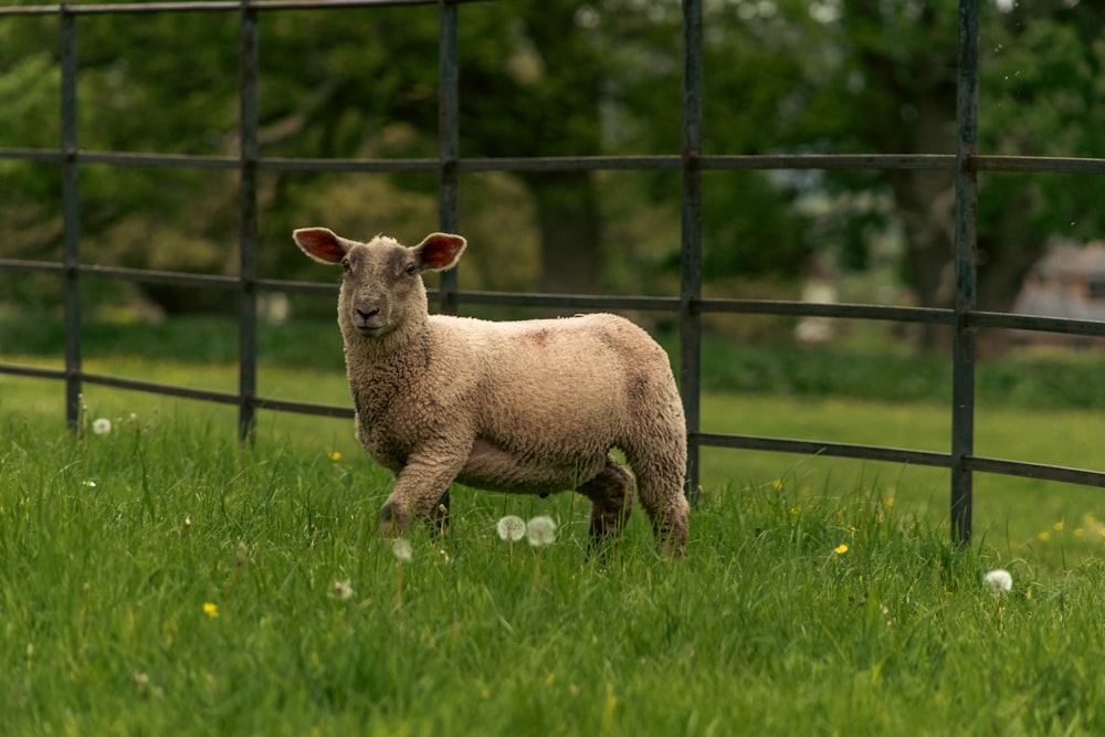 a sheep standing in the grass behind a fence
