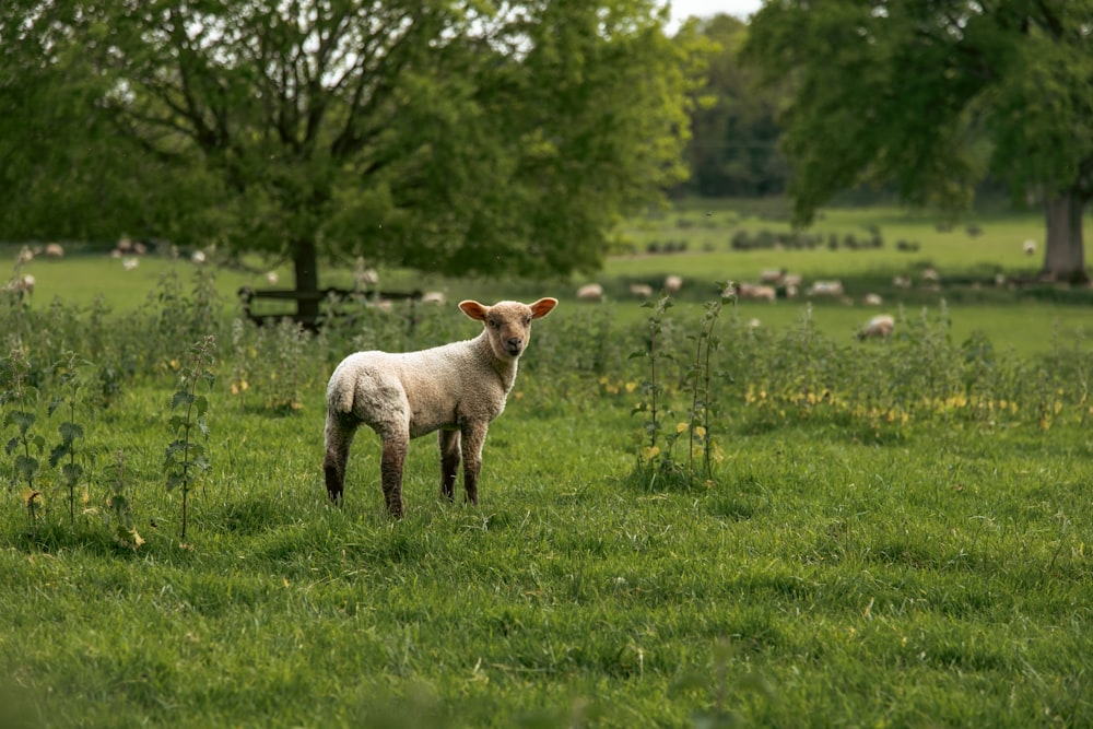un petit agneau debout dans un champ d’herbe