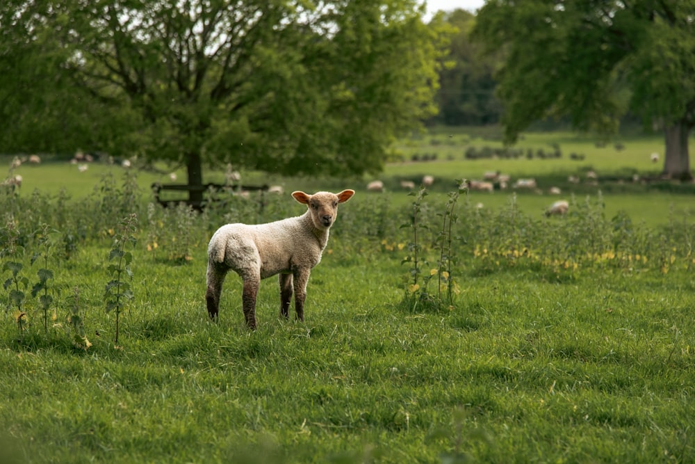 a small lamb standing in a field of grass