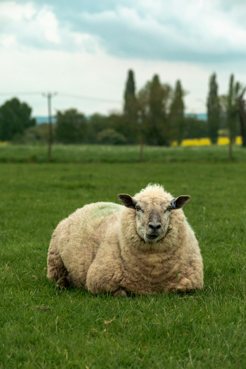 a sheep laying down in a grassy field