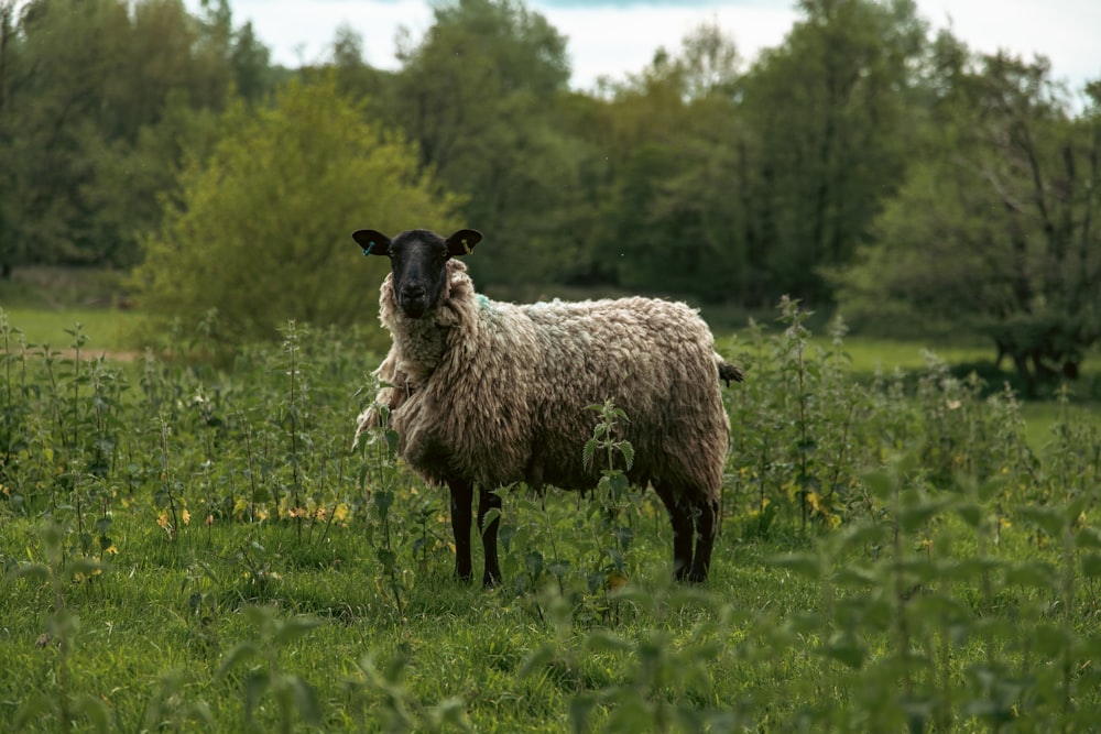 una oveja parada en medio de un exuberante campo verde