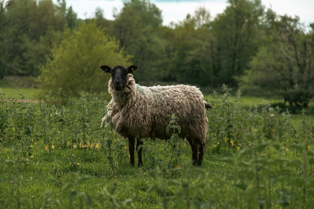 ein Schaf, das mitten auf einer saftig grünen Wiese steht