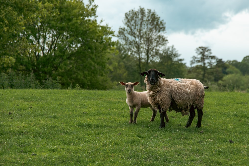 a couple of sheep standing on top of a lush green field