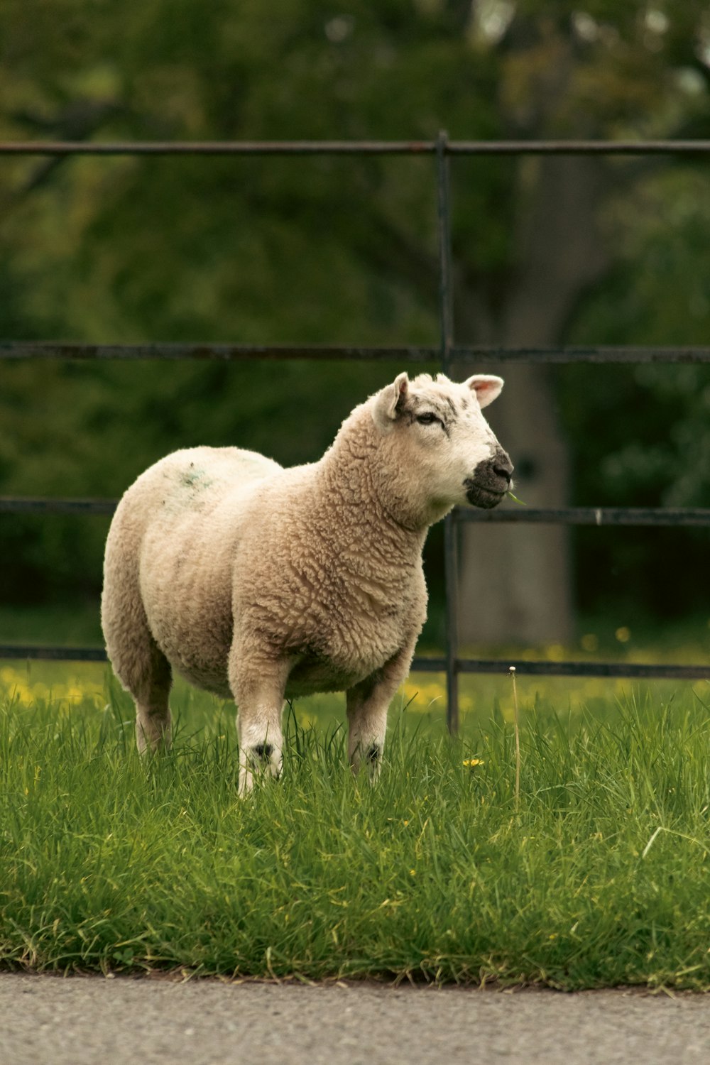 a sheep standing in the grass near a fence