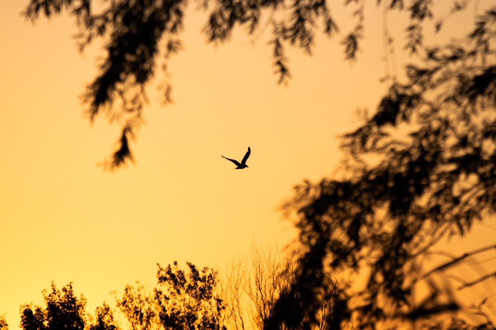 a bird flying through the air at sunset