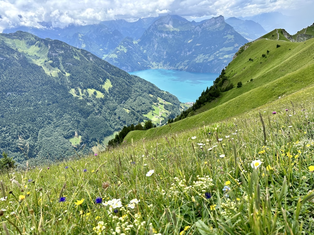 a grassy field with flowers and mountains in the background