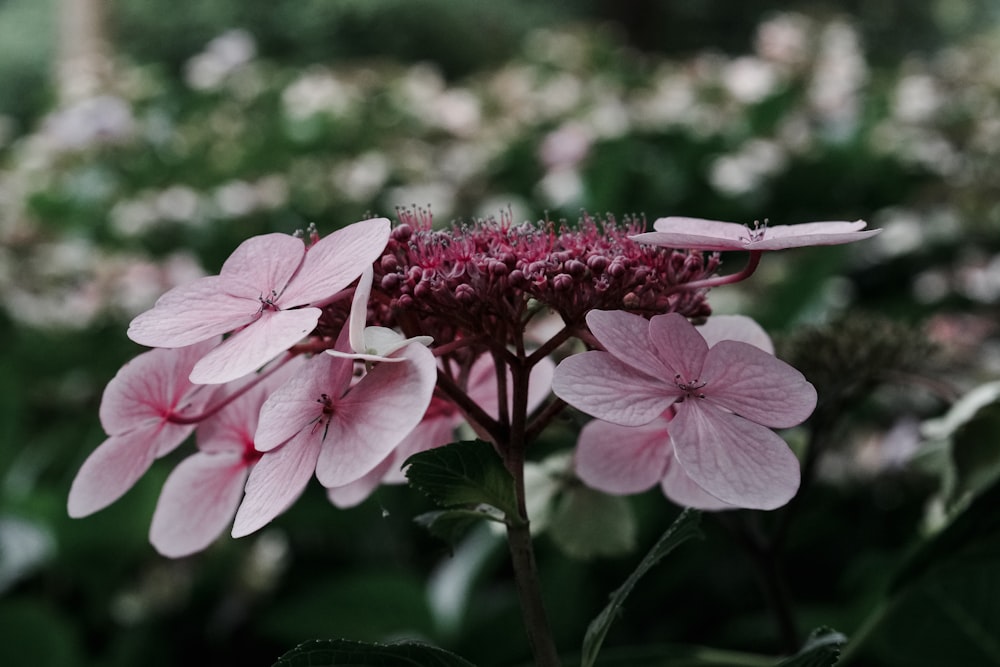 a close up of a pink flower in a field