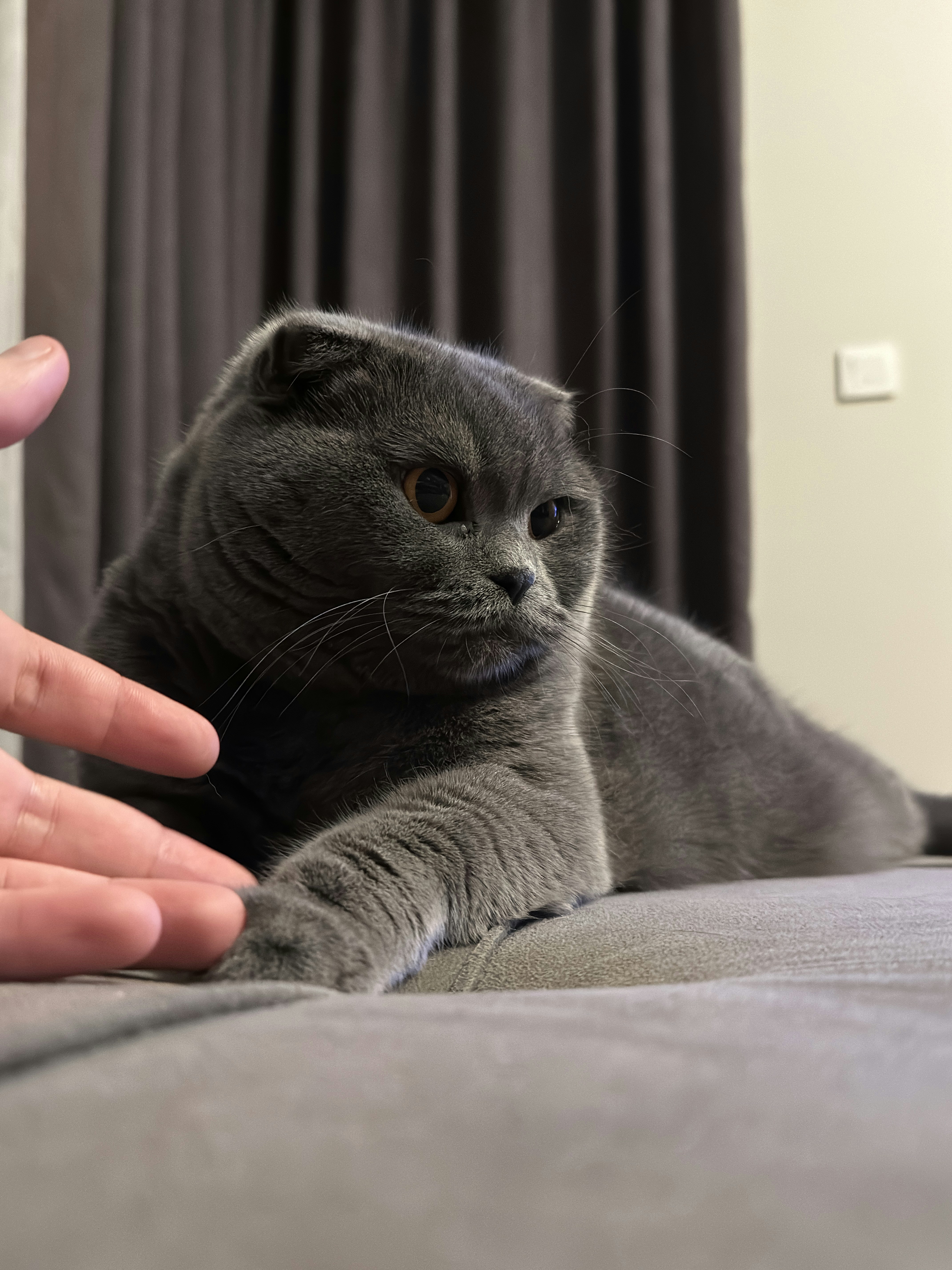 A gray cat laying on top of a bed next to a person's hand photo – Free ...