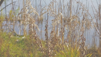 Dried plants stand amidst a natural wetland setting, with brown and white foliage against a backdrop of tall reeds and water.