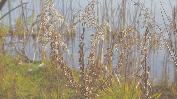 Dried plants stand amidst a natural wetland setting, with brown and white foliage against a backdrop of tall reeds and water.