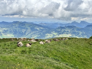 A picturesque landscape featuring our cattle in the pasture.