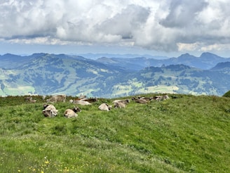 A picturesque view of cattle in a scenic landscape.