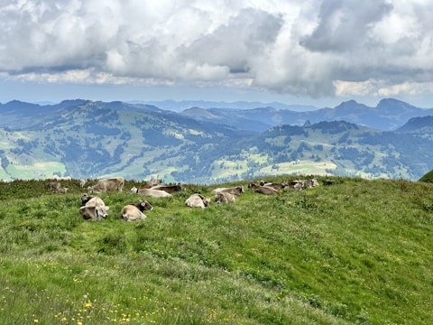 A picturesque landscape featuring our cattle in the pasture.