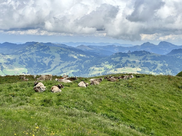 A picturesque view of cattle in a scenic landscape.