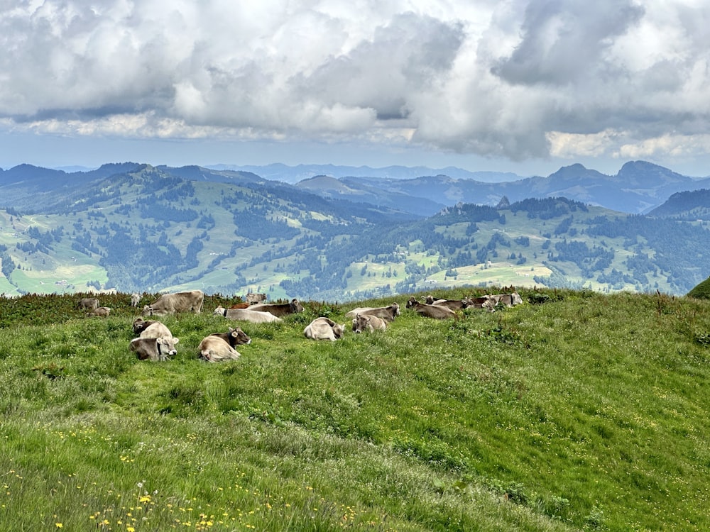 eine Schafherde, die auf einem saftig grünen Hügel grast