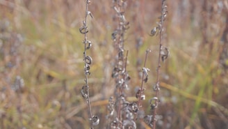 Close-up of Gorran Toula roots drying in the sun, highlighting their natural texture.