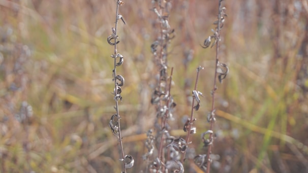 Close-up of Gorran Toula roots drying in the sun, highlighting their natural texture.
